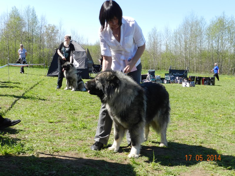 Specializētā Kaukāza un Vidusāzijas aitu suņu izstāde Tallinā, 17.05.2014.