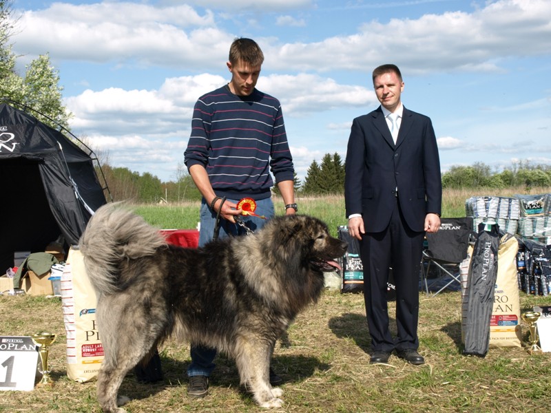 Central Asia and Caucasian sheepdog club of Estonia show 19.05.2012.