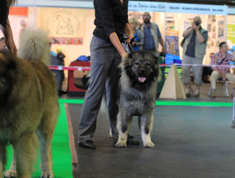 08.06.2014. International dog show 