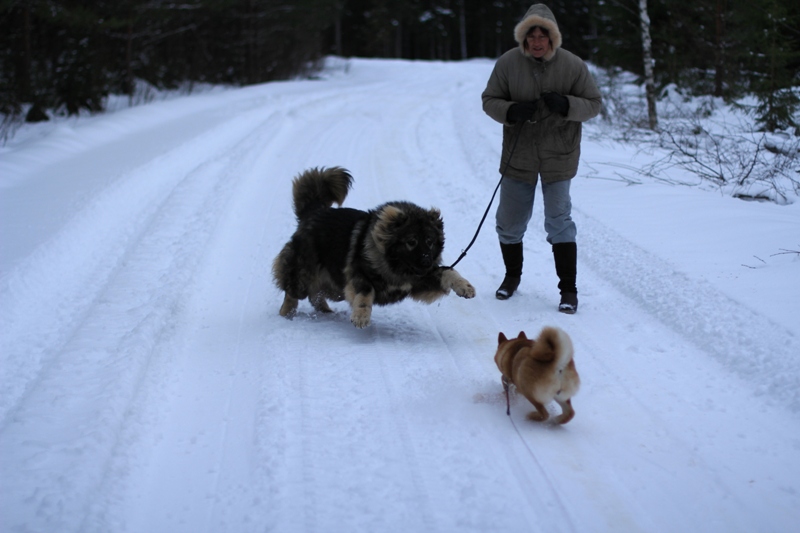 Granata and Hannya walking, 17.02.2013.